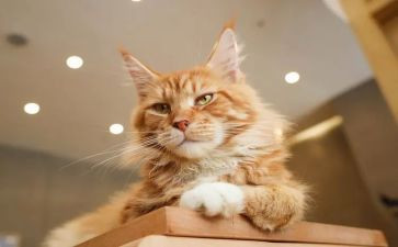 五年级我的心爱之物猫作文7篇
