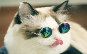 介绍一种事物猫作文7篇