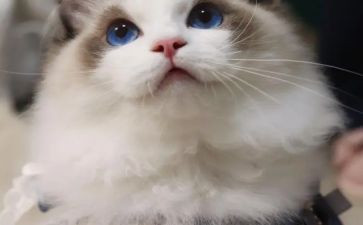 《猫》郑振铎的读后感8篇