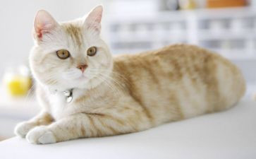 学编程猫的心得体会7篇