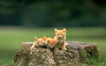 我的猫演讲稿最新5篇