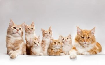 关于猫的调查报告模板7篇