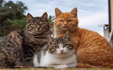 猫与老鼠的作文优质8篇
