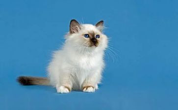 大熊猫作文最新7篇