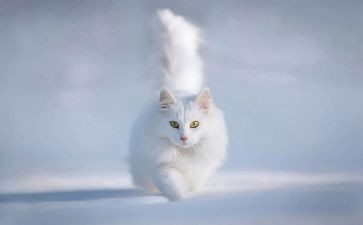 二年级做我的猫作文参考5篇