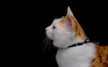 介绍猫的作文300字8篇