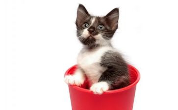 中班语言小猫钓鱼教案6篇