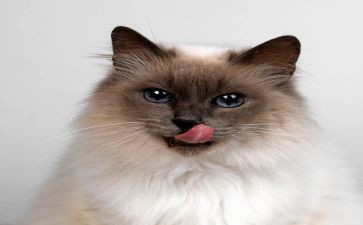 我是一只猫作文400字最新7篇