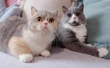 二年级做我的猫作文8篇