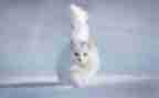 二年级做我的猫作文参考5篇