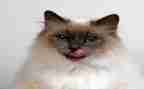 我是一只猫作文400字最新7篇