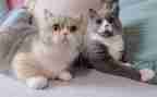 二年级做我的猫作文8篇