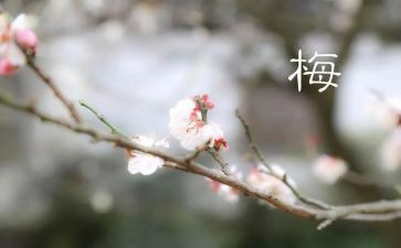 张桂梅式的好老师事迹材料8篇