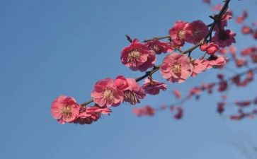 张桂梅心得体会通用7篇