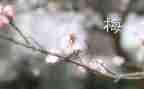 张桂梅式的好老师事迹材料8篇