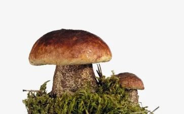 蘑菇屋的教案7篇
