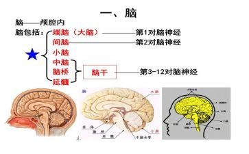 脑外科心得体会参考7篇
