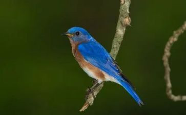 读了鸟奴的读后感参考8篇