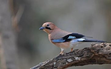 幼儿园大班鸟窝教案6篇