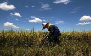 农夫与牛的读后感精选7篇