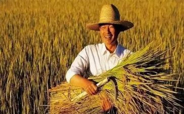 农民节活动总结6篇