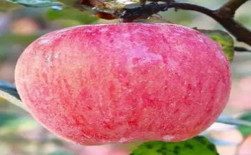 为苹果策划活动方案5篇