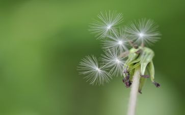 蒲公英美术教案6篇