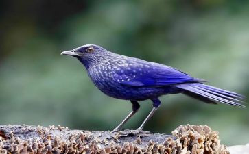 青鸟读书心得5篇