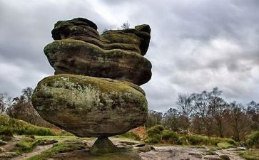 神奇警犬的读后感8篇