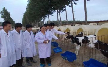 兽医师年度总结优质8篇