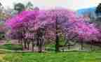 植树作文600字作文5篇