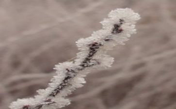 霜的工作读后感优质7篇