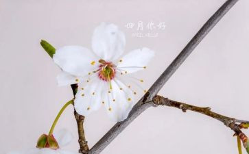 四月周工作总结5篇