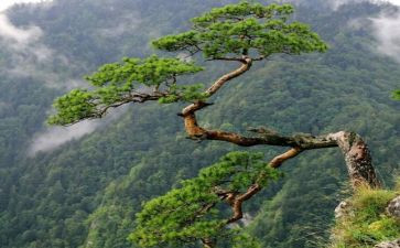 咬定青山不放松心得体会7篇