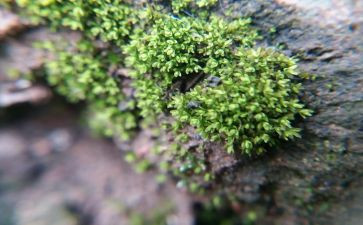 苔的读后感500字模板8篇
