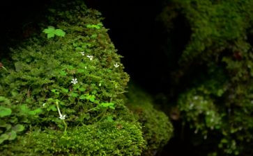 苔读后感600字优质5篇