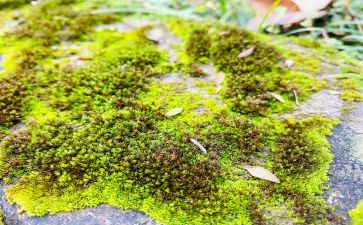 苔读后感600字最新8篇