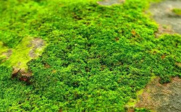 苔的读后感500字通用7篇