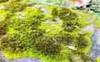 苔读后感600字最新8篇