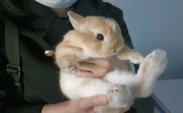 兔和猫的读书心得8篇