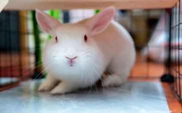 幼儿园画兔子教案7篇