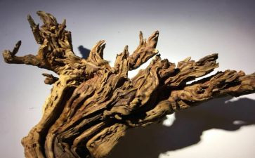 我的春节我的根作文推荐6篇
