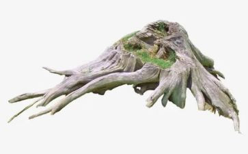 我的根我的魂作文精选5篇