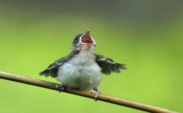 音乐课小鸟小鸟教案最新8篇