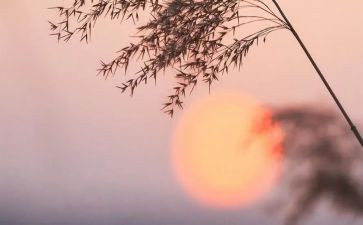 骆驼祥子的读后感800字8篇