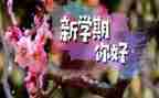 幼儿园中班下学期工作计划6篇