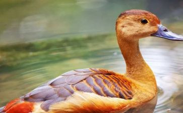 小鸭子音乐教案5篇