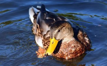 赶小鸭游戏教案5篇