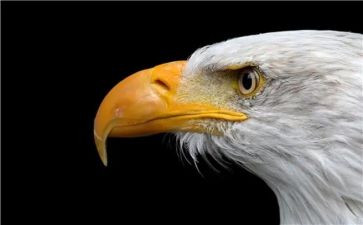 鹰之歌作文优秀6篇