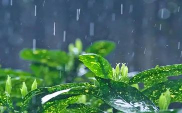 雨语言教案8篇